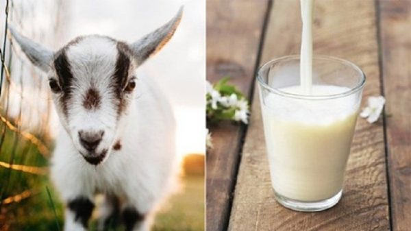 Tự làm sữa dưỡng trắng da toàn thân bằng sữa dê