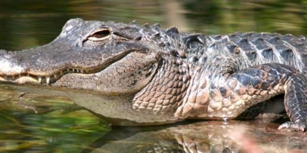 Mơ thấy cá sấu đánh con gì? Điềm lành hay dữ? Cá sấu số mấy?